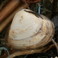 halfgeknotte strandschelp