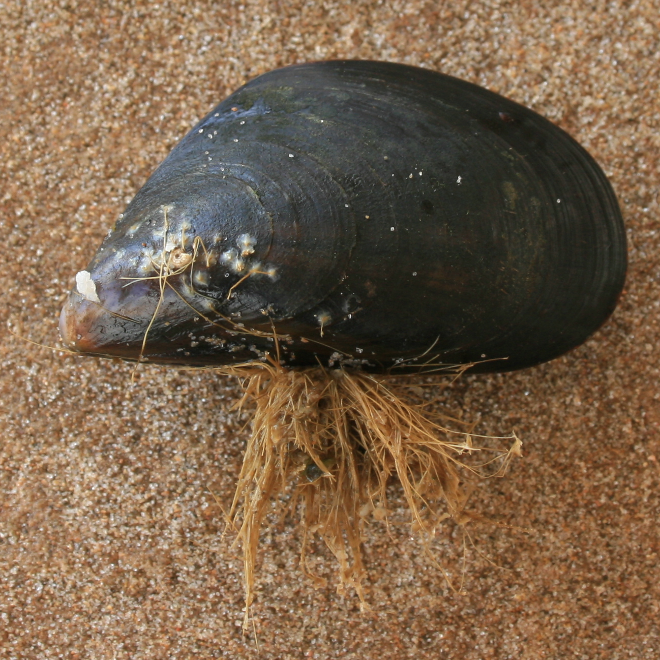 diepwatermossel-lg.png