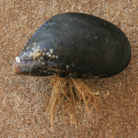 diepwatermossel