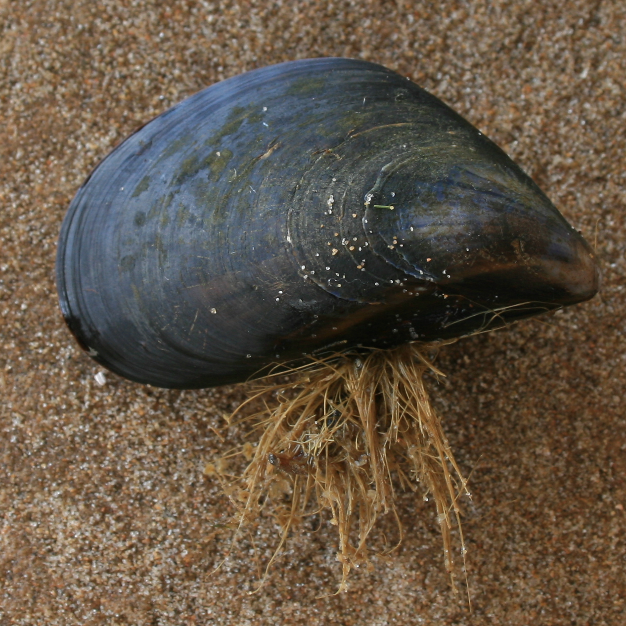 diepwatermossel2-lg.png