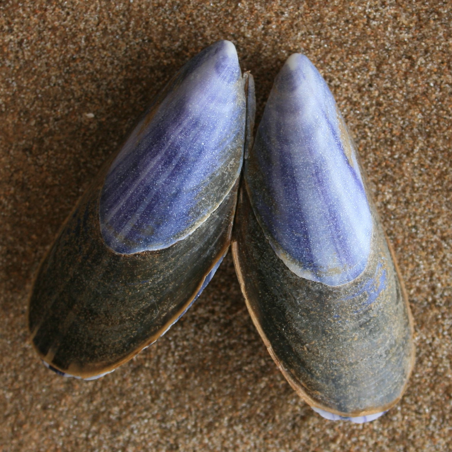 mossel-lg.jpg