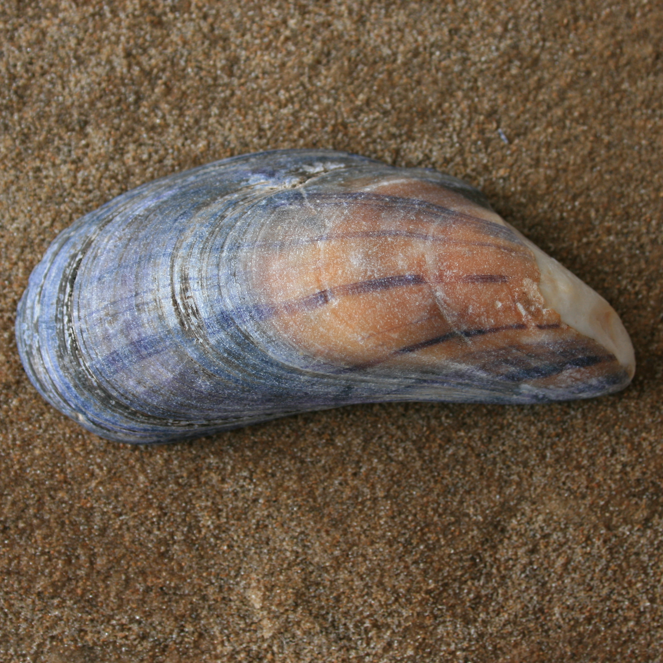 mossel2-lg.png