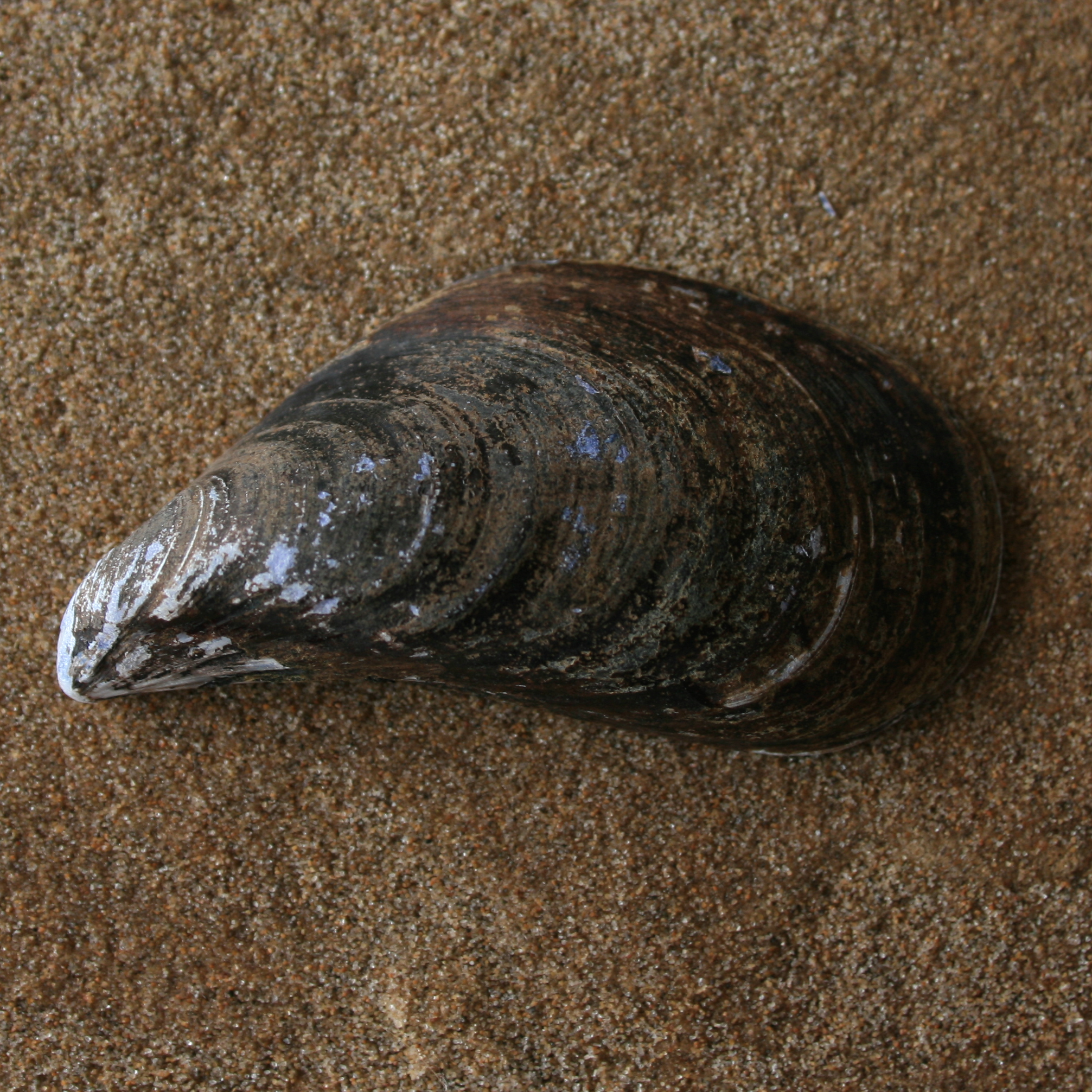 mossel6-lg.png