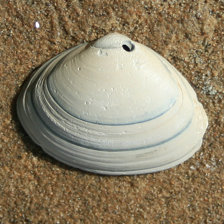 ovale_strandschelp-lg.png