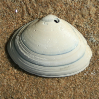 ovale strandschelp