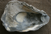 gewone oester3