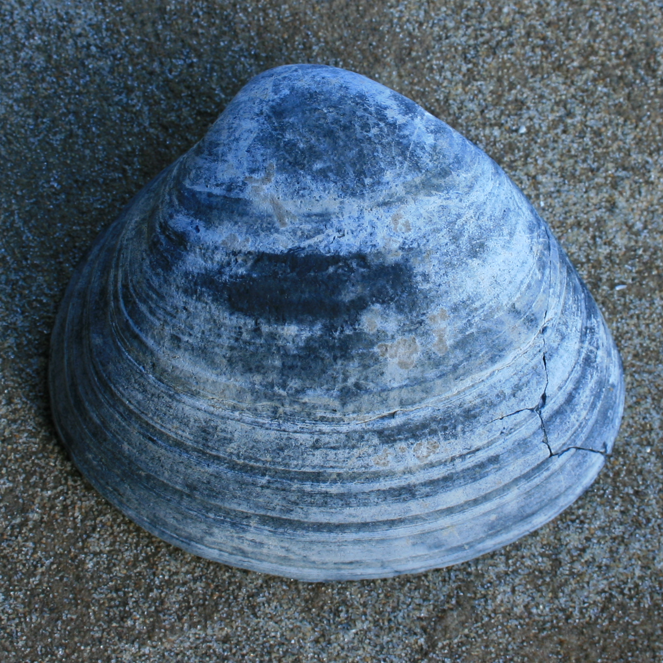 pleistocene_strandschelp-lg.png