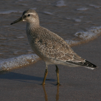 vogels